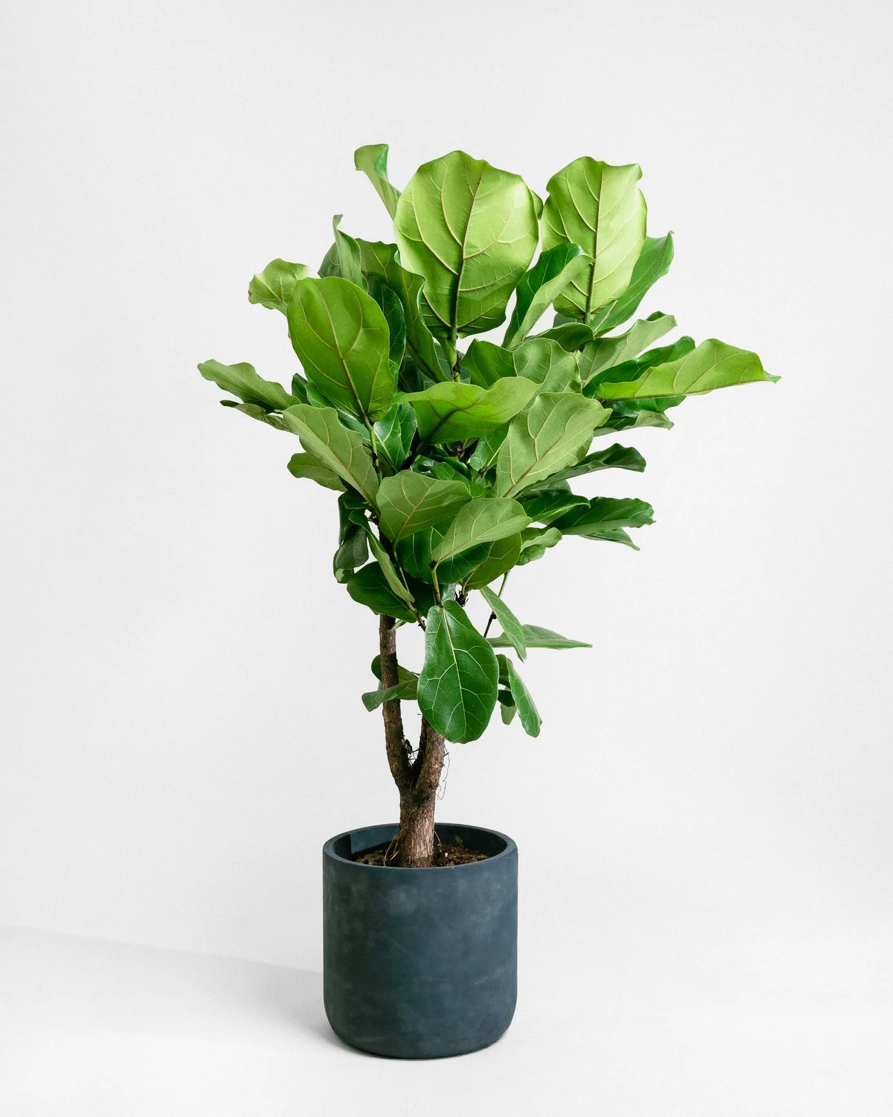 Fiddle Leaf Mini | Stylish Compact Greenery for Modern Interiors