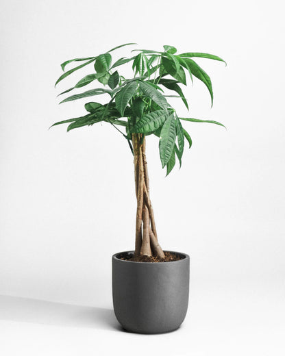 Money Tree