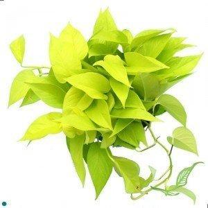 Neon Pothos – Indoor Plant in Decorative Pot | Epipremnum Aureum