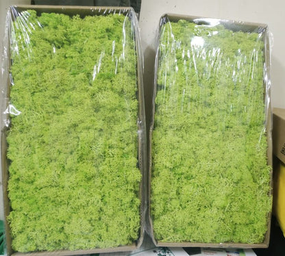 Reindeer Moss – Preserved