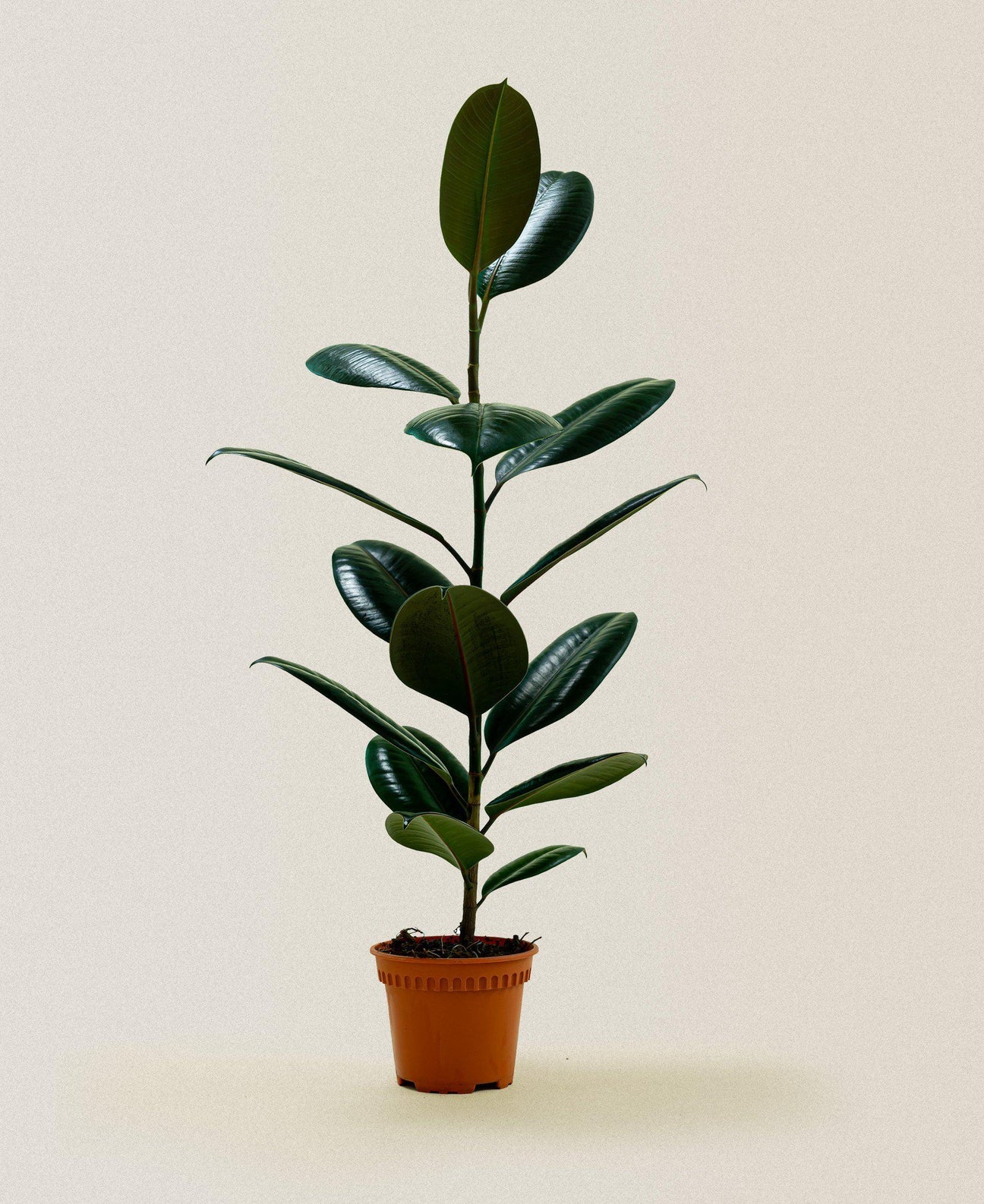 Rubber plant , Ficus elastic Abidjan - Rubber plant