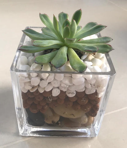 Terrarium succulent kit glassware