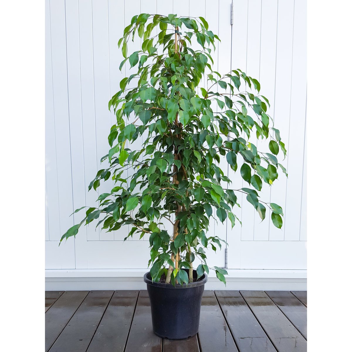 Ficus Bejamina or Weeping fig