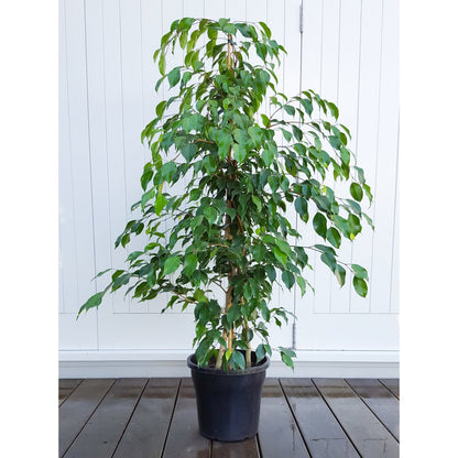 Ficus Bejamina or Weeping fig