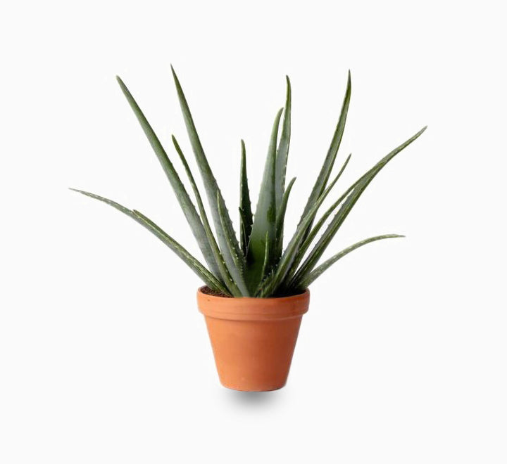 Medicina Aloe