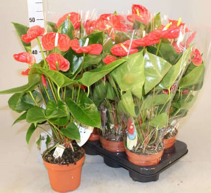 Andreanum – The Flamingo Flower | Vibrant Indoor Bloom