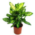DIEFFENBACHIA