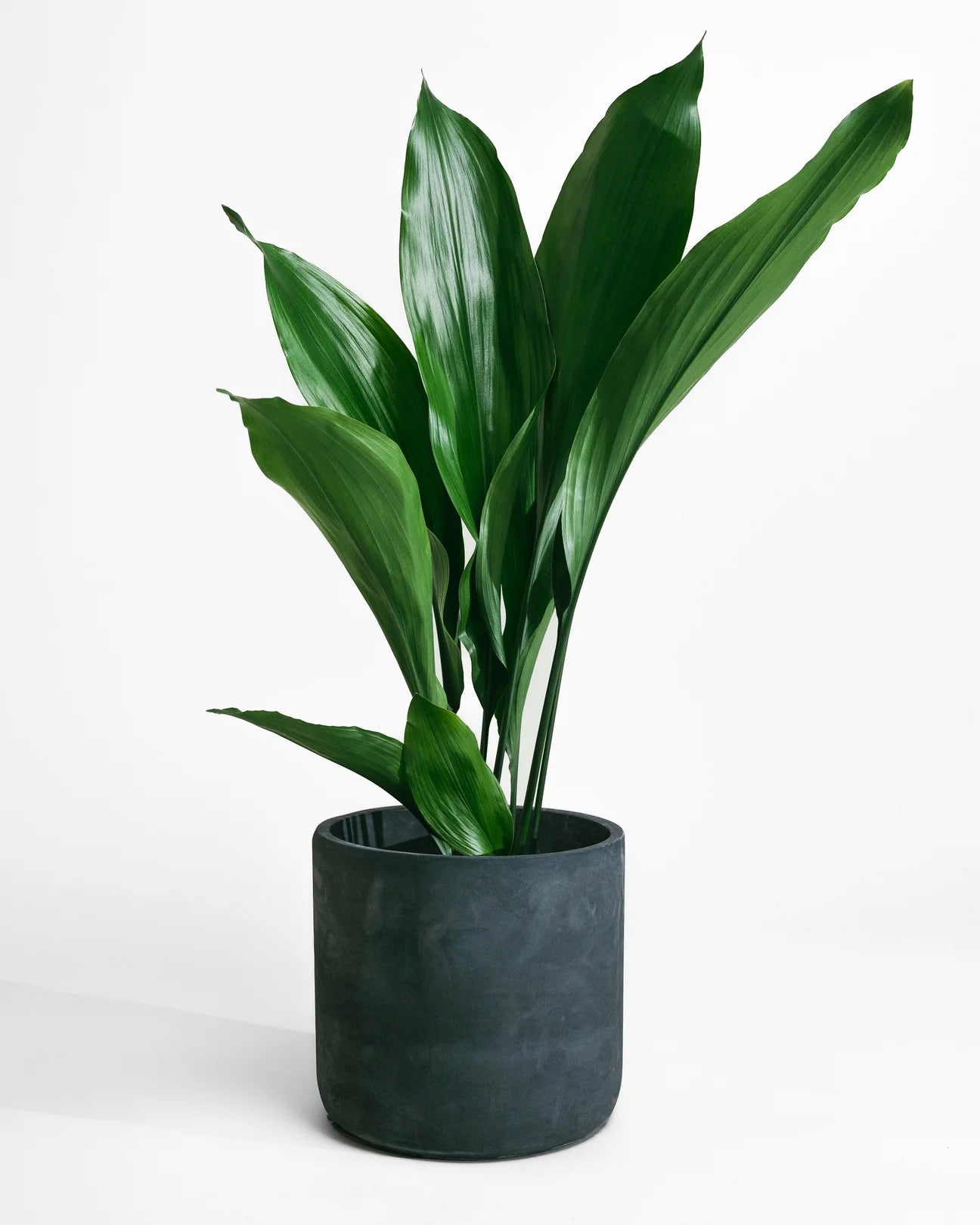 Aspidistras Indoor Plant