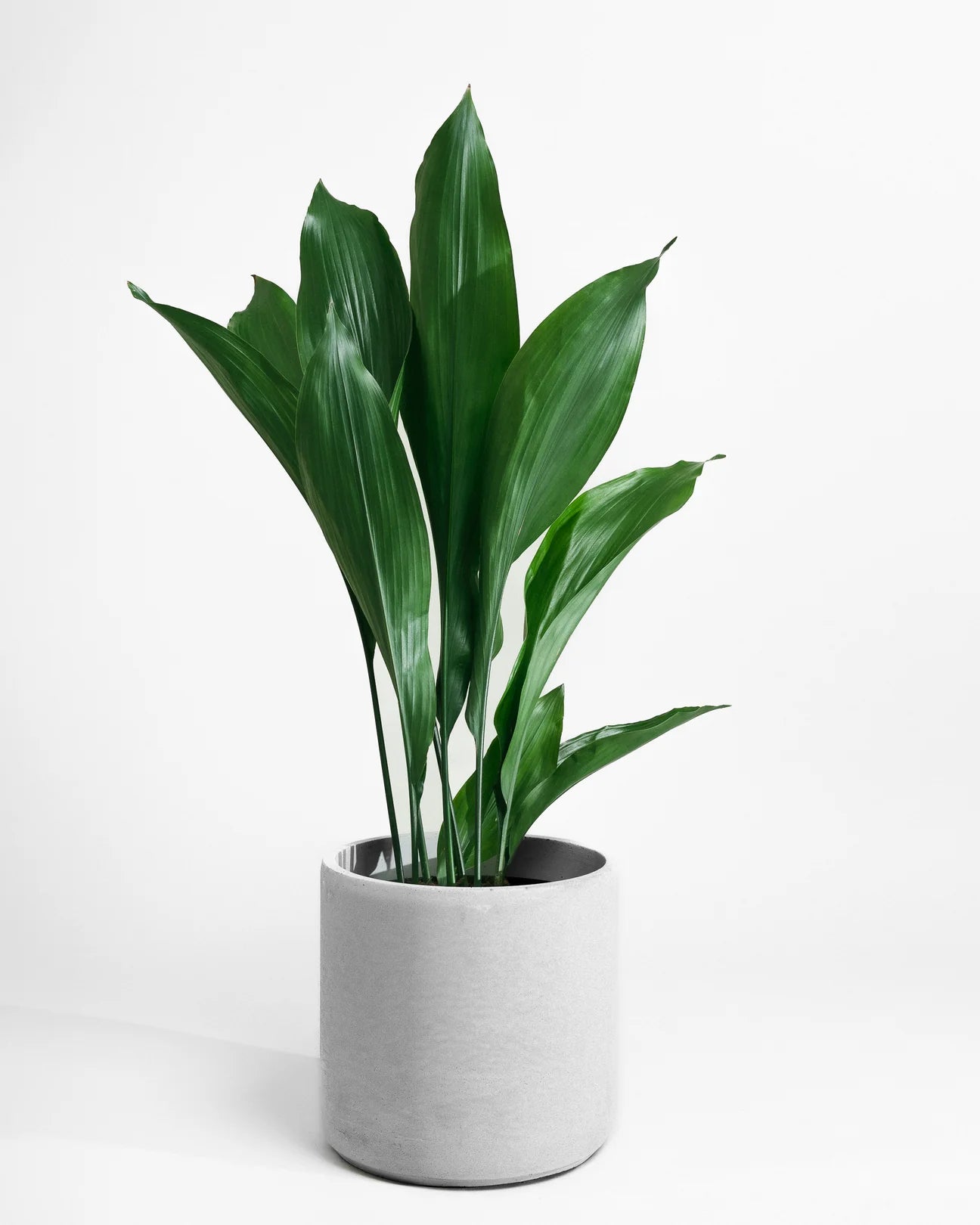 Aspidistras Indoor Plant