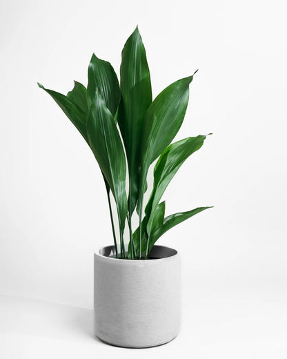 Aspidistras Indoor Plant