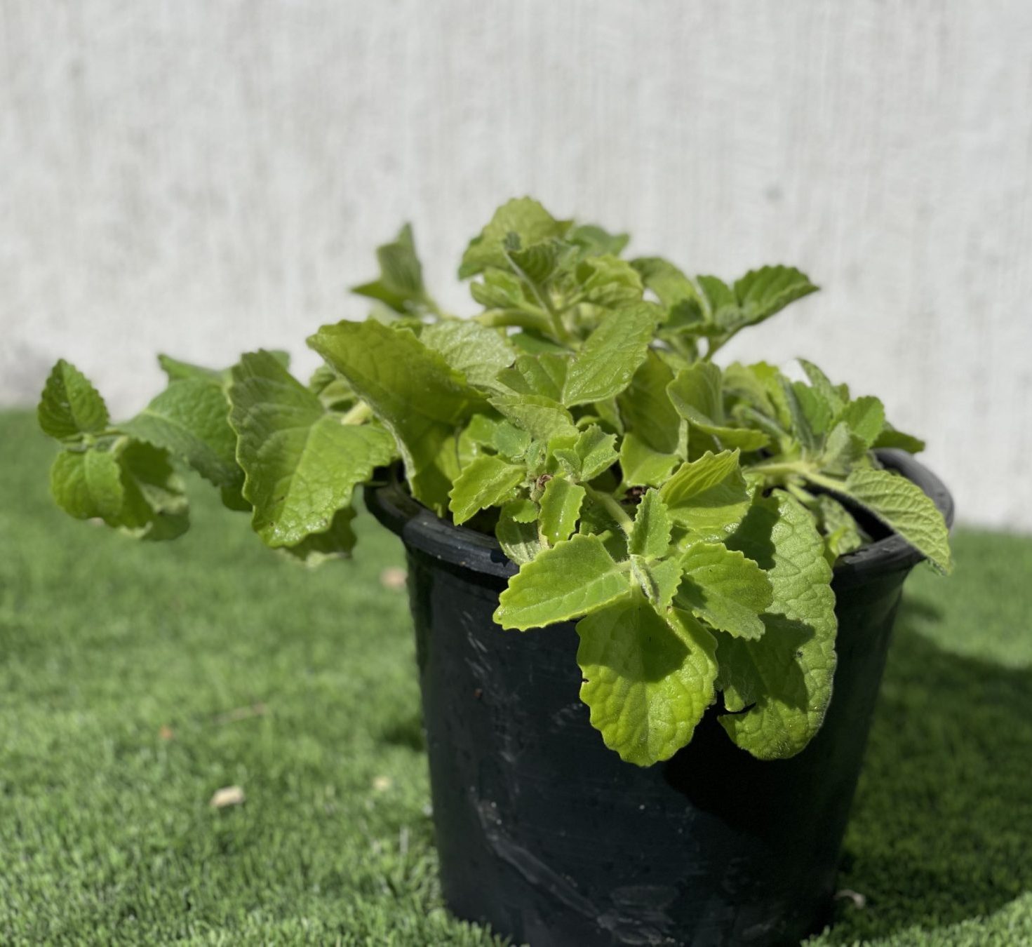 Cuban oregano herb