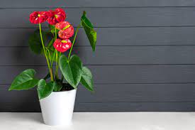 Andreanum – The Flamingo Flower | Vibrant Indoor Bloom