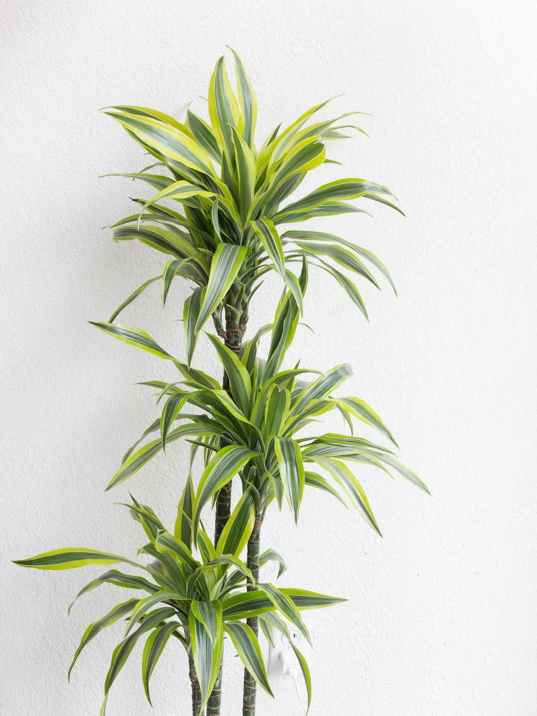 Dracaena fragrans &