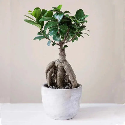 Bonsai