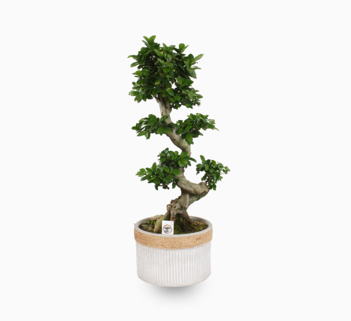 Ficus Bonsai - XL