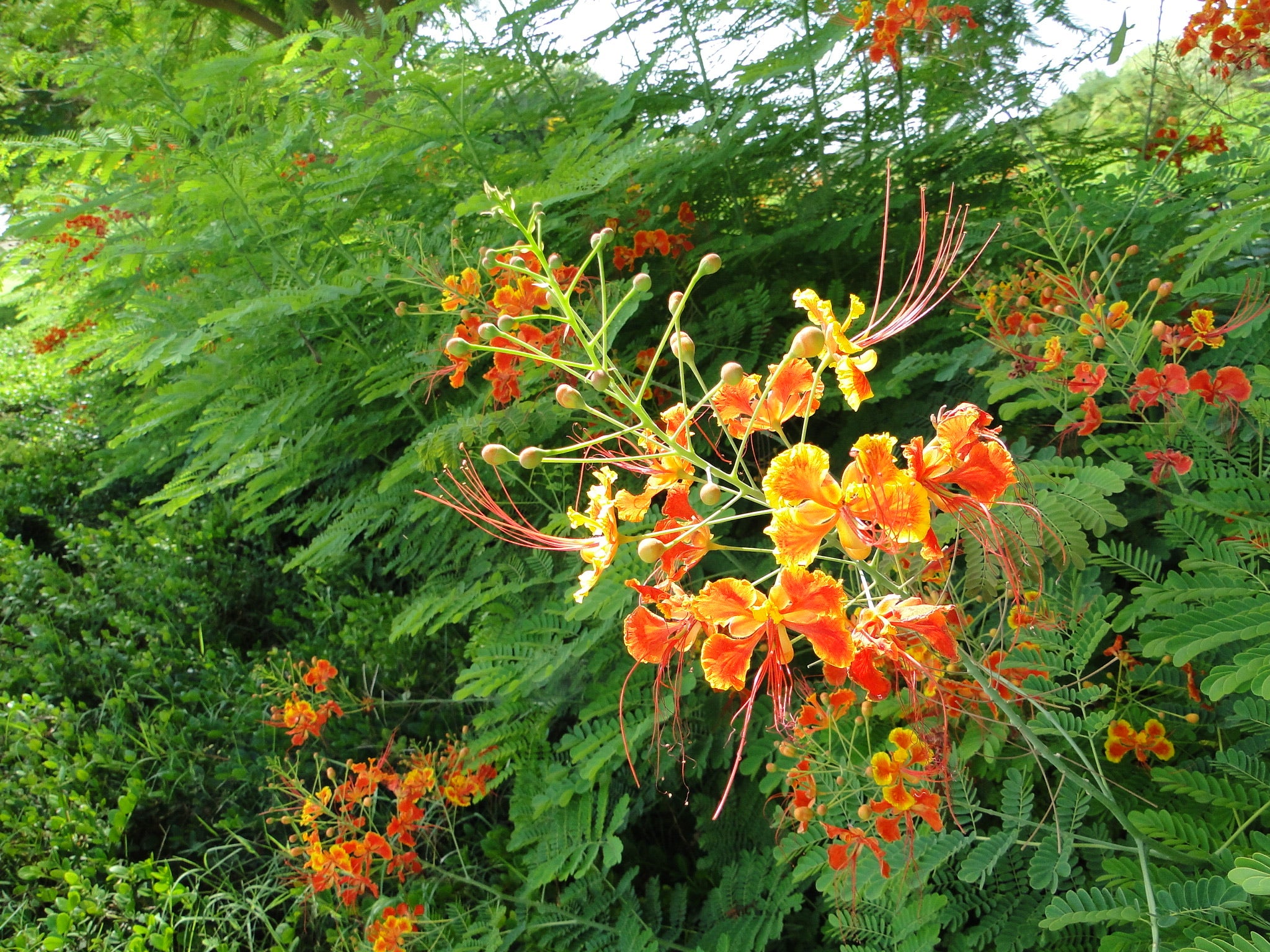 Caesalpinia pulcherrima “Peacock Flower” 40-50cm
