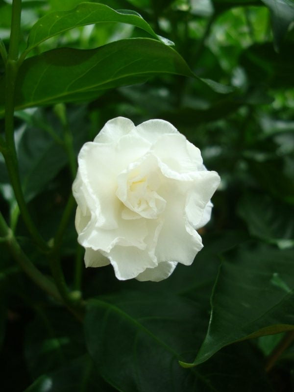 Tabernaemontana divaricata, crape jasmine