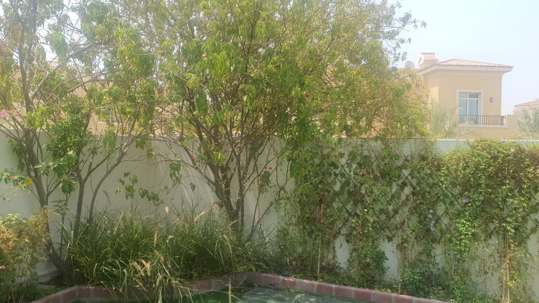 Money plants with white ceramic pots