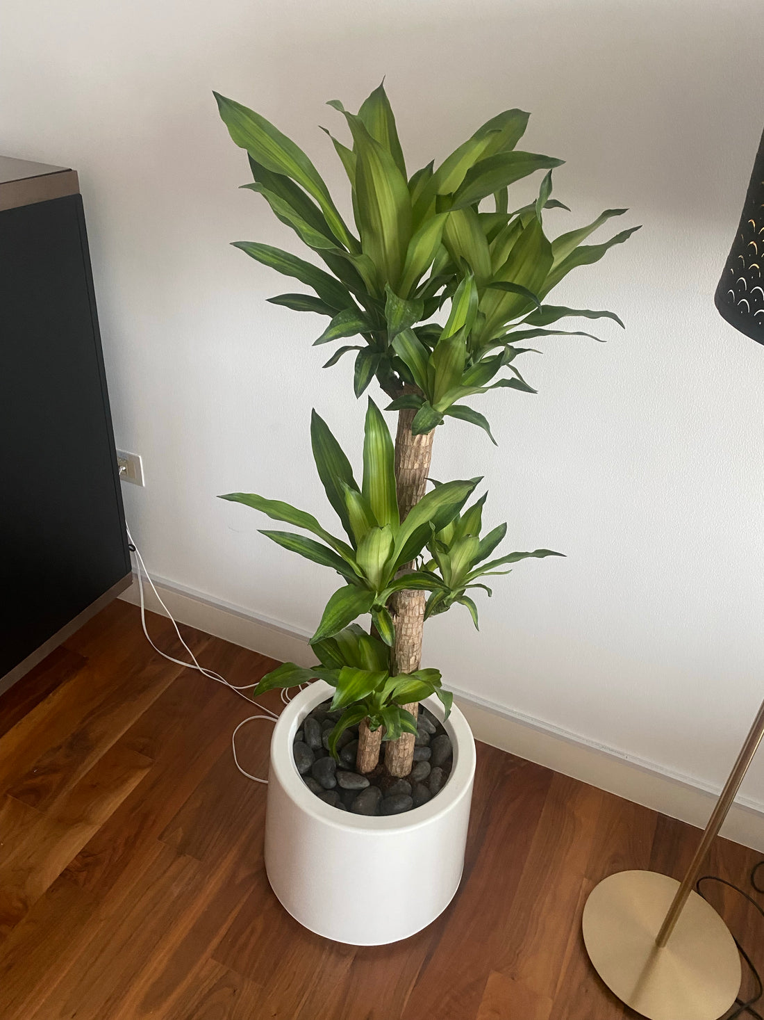 Dracaena Massangeana with White fiber glass pot