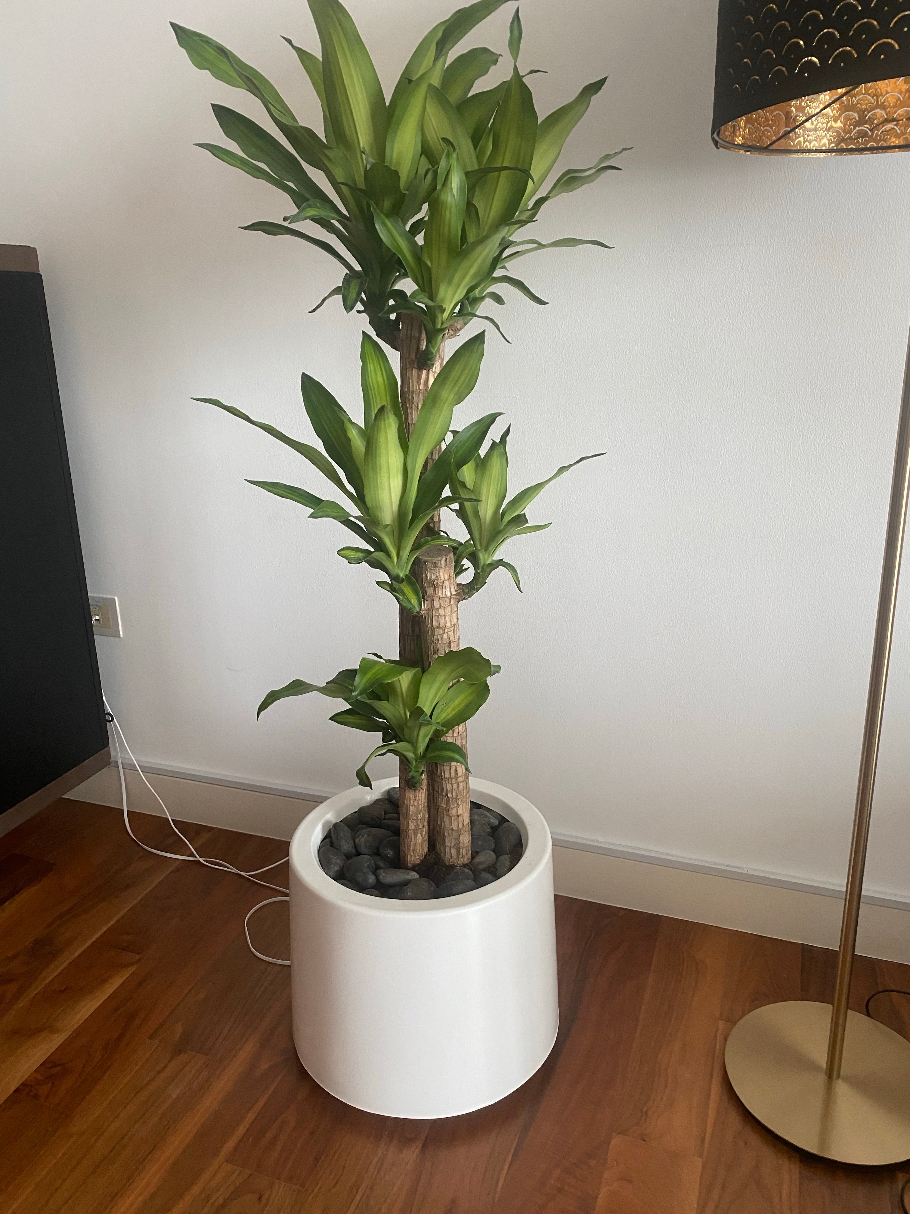 Dracaena Massangeana with White fiber glass pot