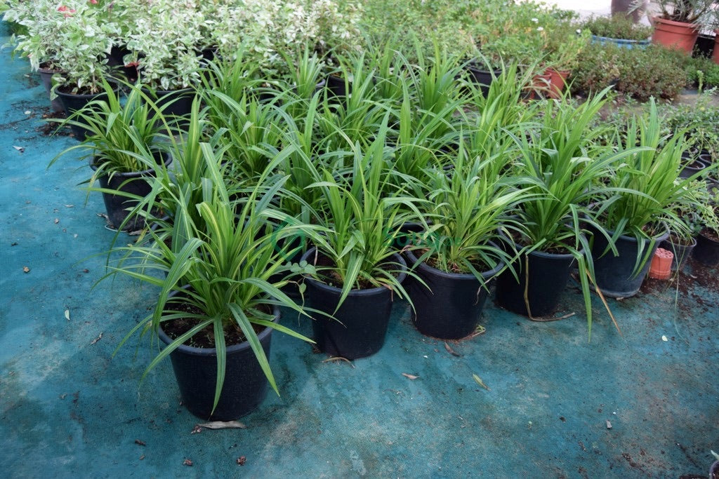 Plants garden maintenance Dubai