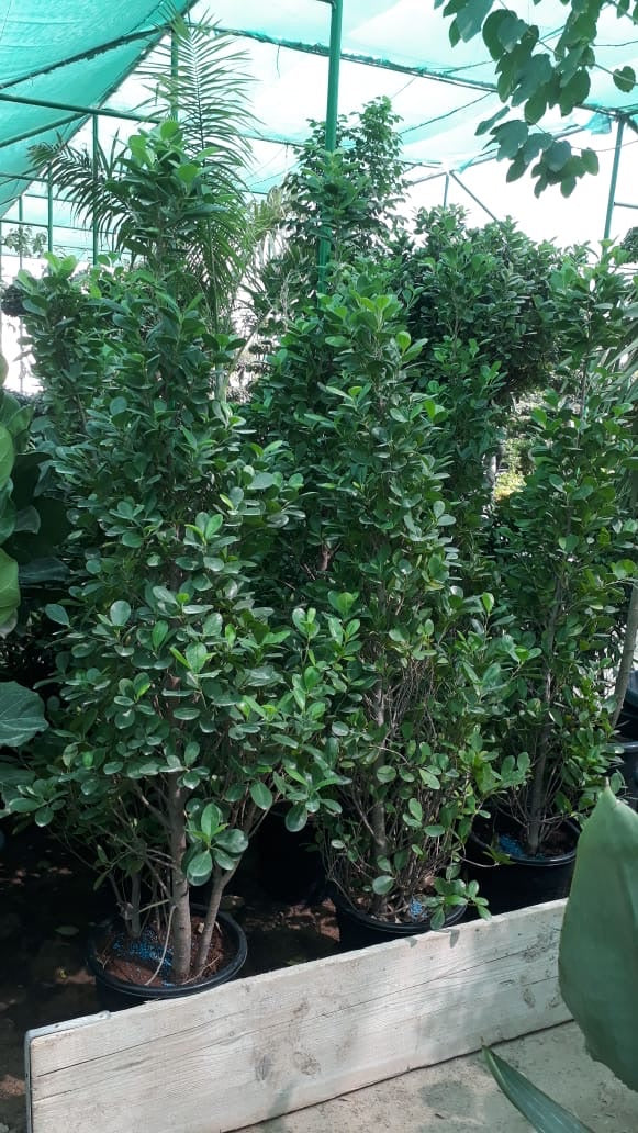 Ficus diversifolia “Cone Shape”