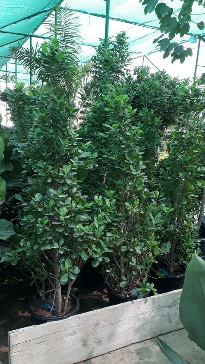 Ficus diversifolia “Cone Shape”
