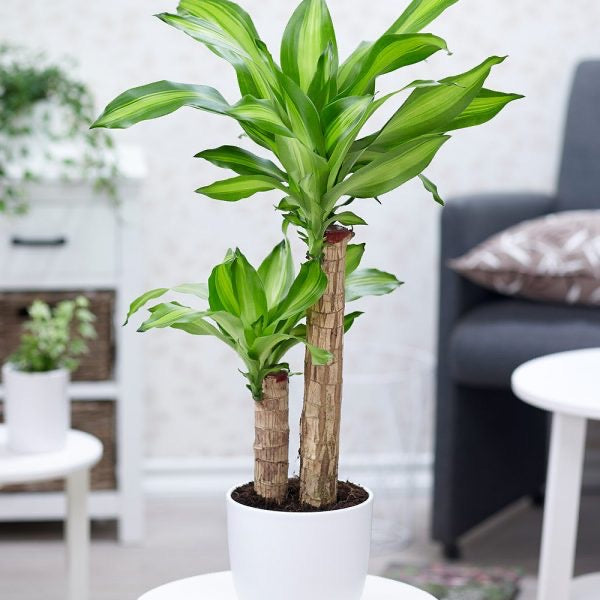 Dracaena “Massangeana”(with white ceramic pot)hight 70 cm