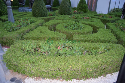 Clerodendrum inerme (Wild Jasmine)