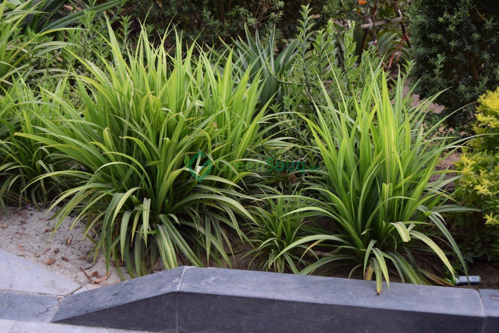 Plants garden maintenance Dubai