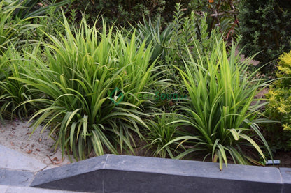 Plants garden maintenance Dubai