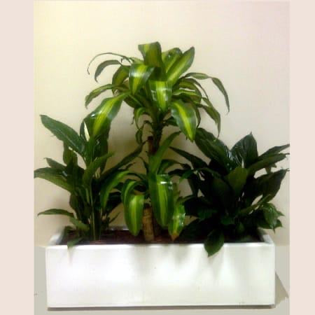 Massengana with mix plants
