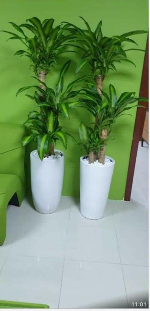 Well Potted Plant Draseana massengana with white ceramic Pot (2 plant Set)