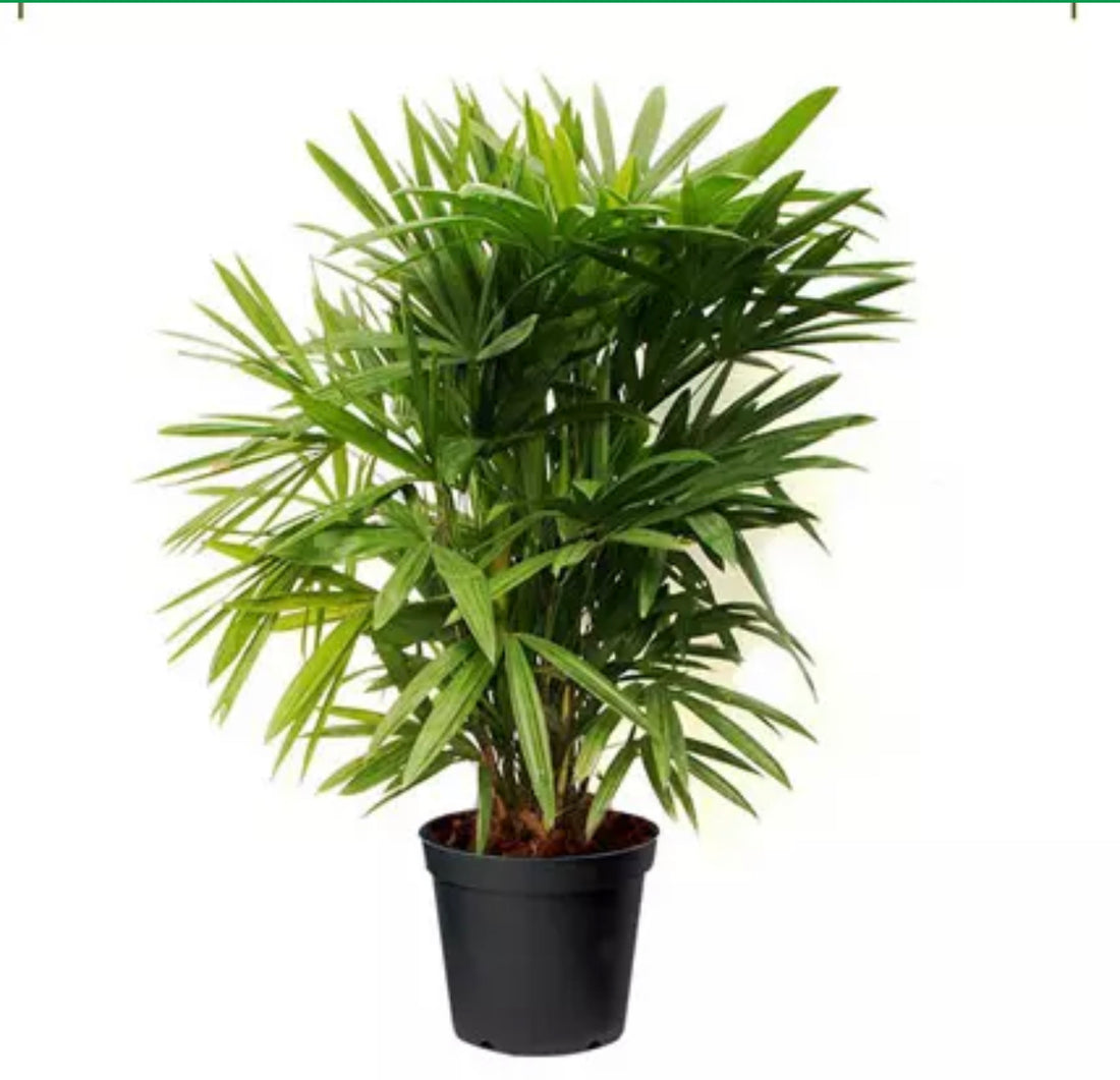 Rhapis excelsa (50cm height)