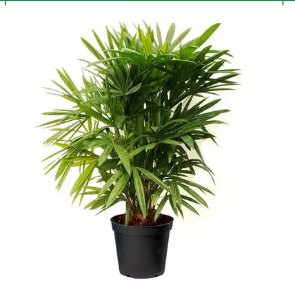 Rhapis excelsa (50cm height)