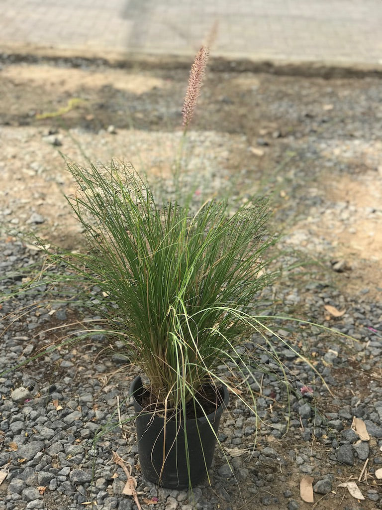 Pennisetum setaceum, African Fountain Grass or Tender Fountain Grass