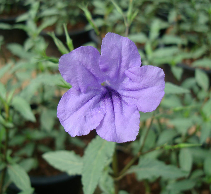 Ruellia ciliosa or wild petunia