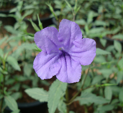 Ruellia ciliosa or wild petunia