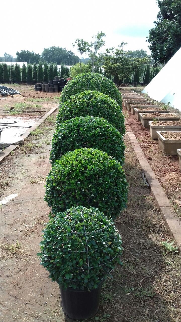 Ehretia microphylla or Fukien Tea Tree “Ball”