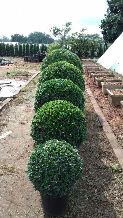 Ehretia microphylla or Fukien Tea Tree “Ball”