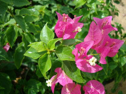 Home gardening services 