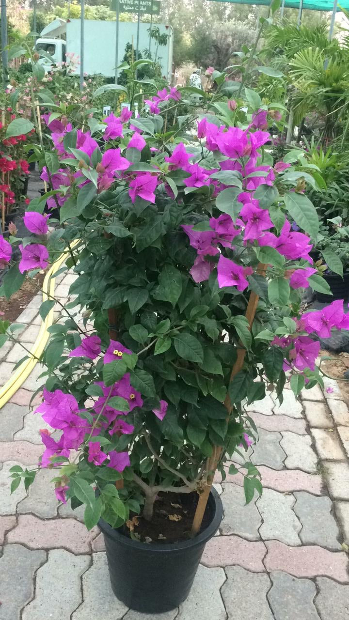 Home gardening services