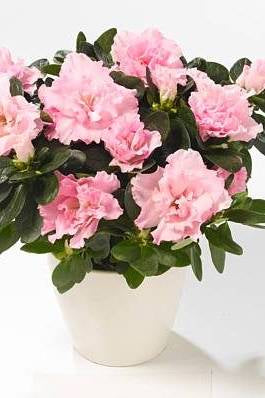 Rhododendron Simsii