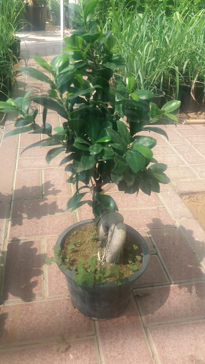 Plants garden Dubai maintenance