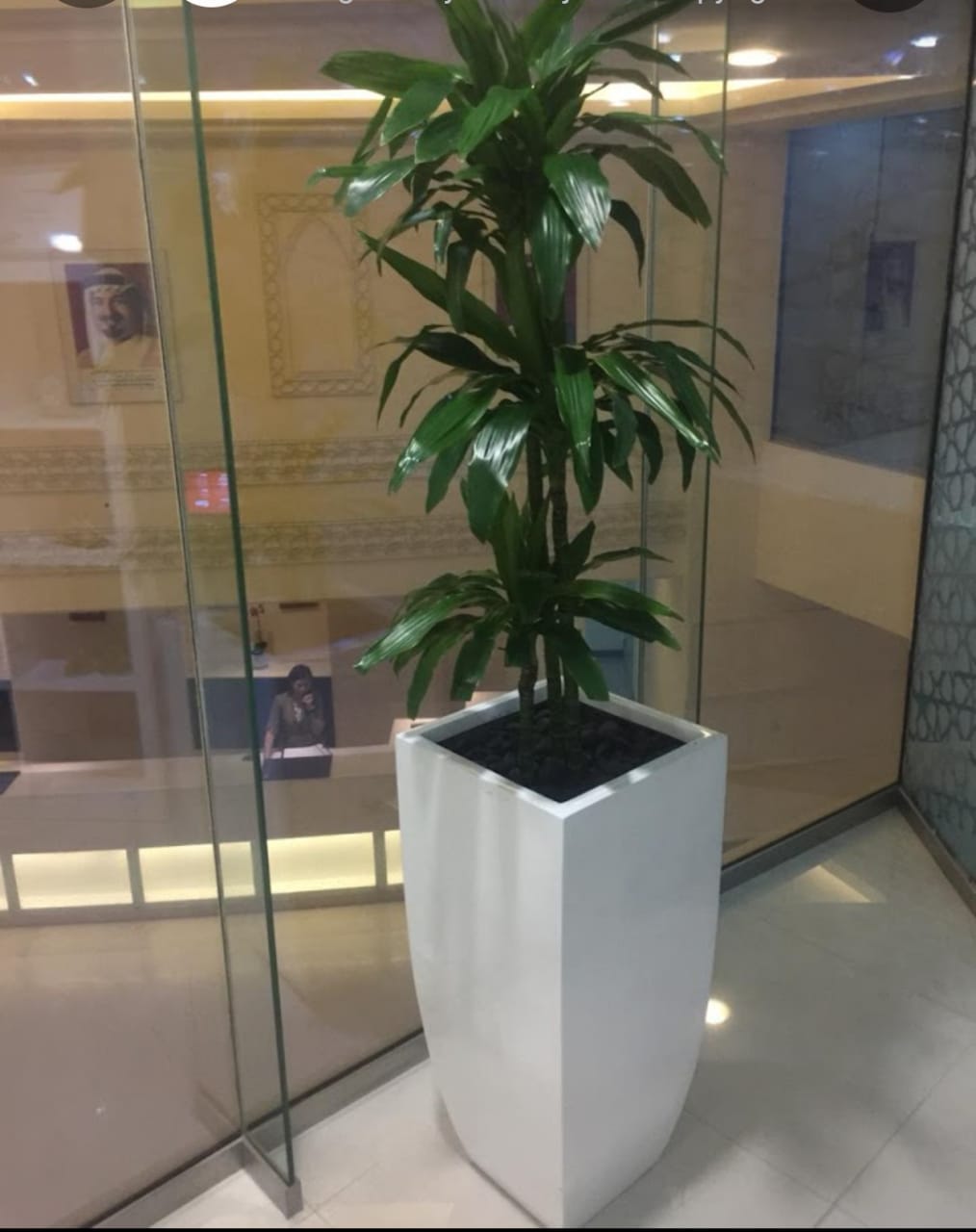 Draceana Fragrans Janet Craig with white tall fiber pot