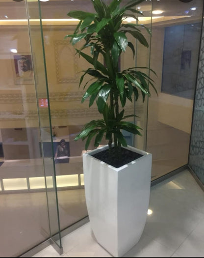 Draceana Fragrans Janet Craig with white tall fiber pot