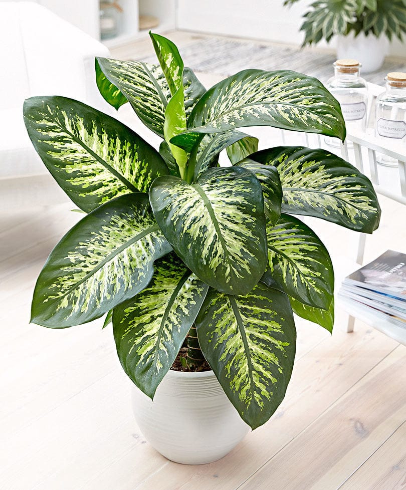 Dieffenbachia seguine