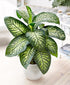 Dieffenbachia seguine