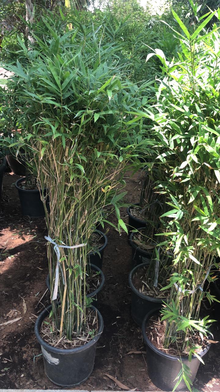 Indoor plants maintenance Dubai uae