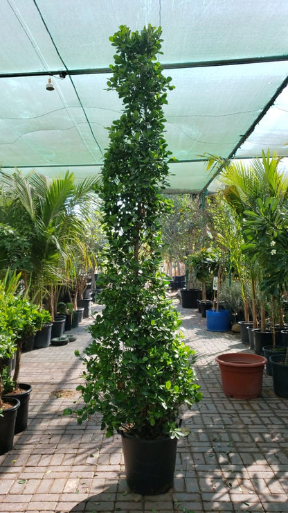 Ficus diversifolia “Cone Shape”